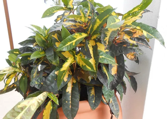 Casitas Uvas Y Vinas لوس رياليخوس