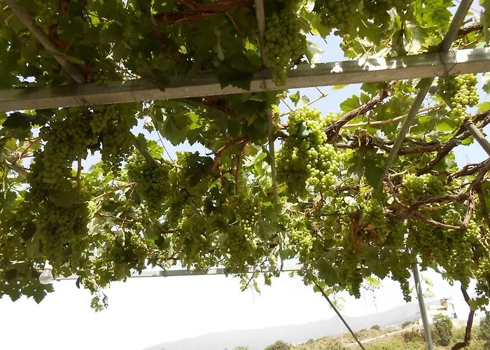 Casitas Uvas Y Vinas Дом отдыха *