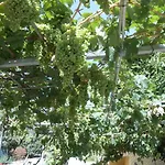 Casitas Uvas Y Vinas *