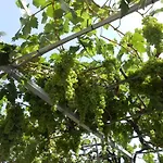 Casitas Uvas Y Vinas Semesterbostad Los Realejos