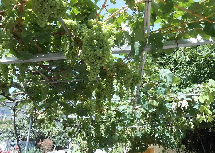 Casitas Uvas Y Vinas *