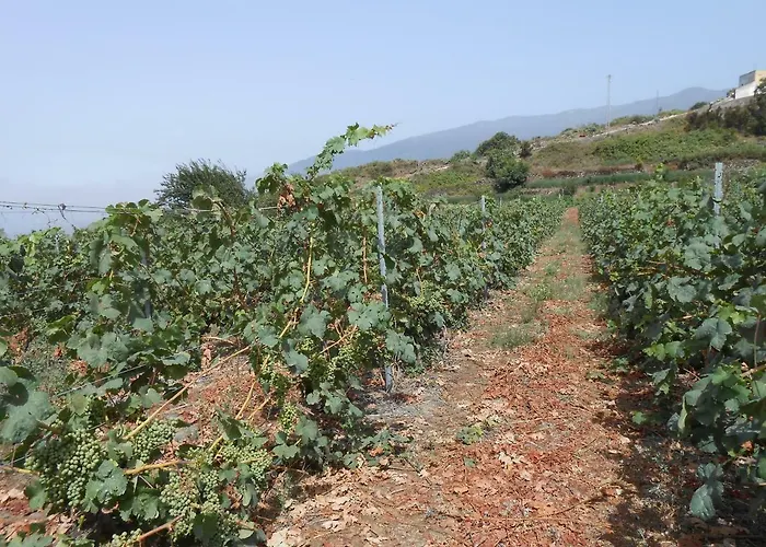 Casitas Uvas Y Vinas Nyaraló Los Realejos
