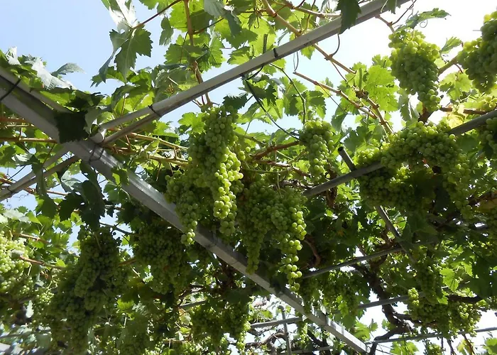 Casitas Uvas Y Vinas בית נופש לוס ריאלחוס