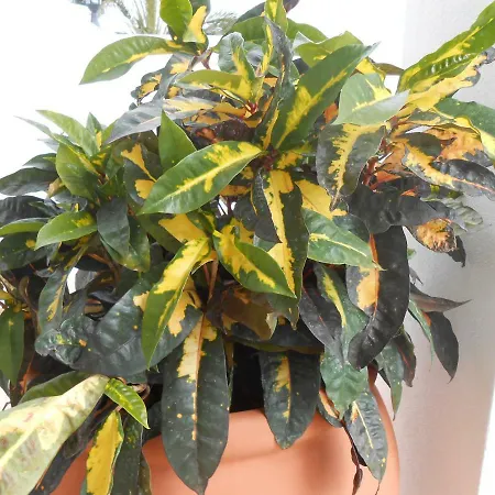 Casitas Uvas Y Vinas Los Realejos