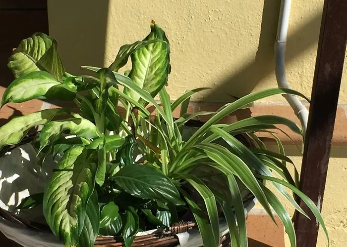 Casitas Uvas Y Vinas بيت للعطل